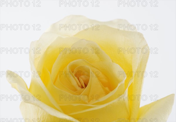 Overhead view of a yellow rose.