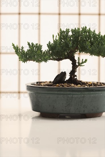 Bonsai tree in planter.