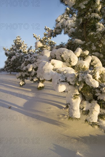 Snow covered pine trees.