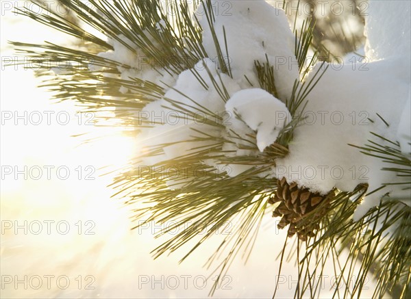 Closeup of snow covered pine bough.