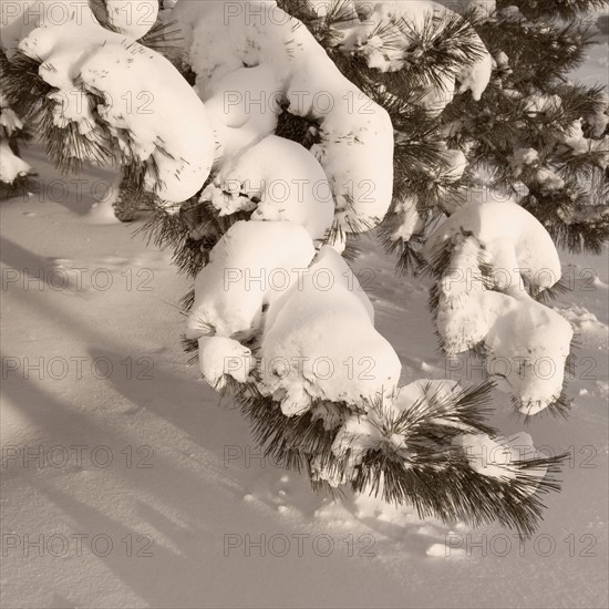 Closeup of snow covered pine boughs.