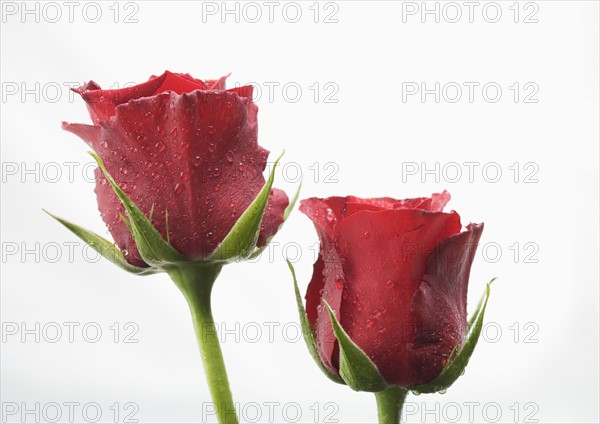 Two red roses.