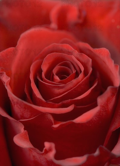 Closeup of red rose from above.