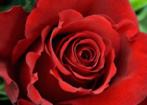 Closeup of red rose with greenery.