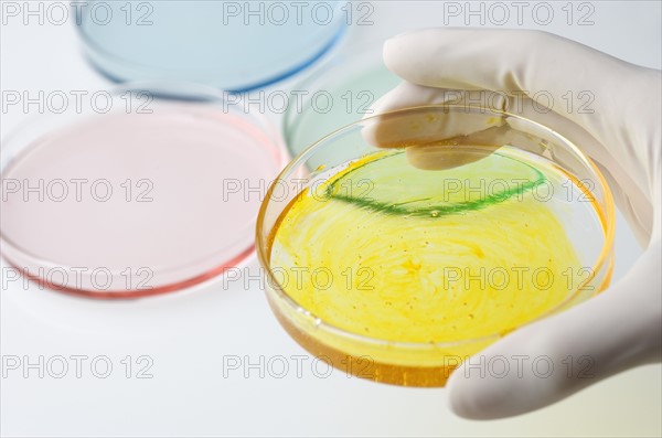 Gloved hand holding petri dish.