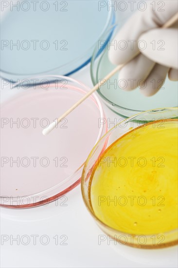 Hand with swab and petri dishes.