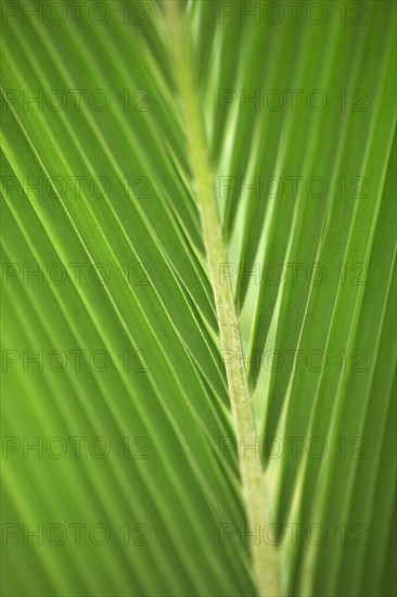 Close up of a leaf.