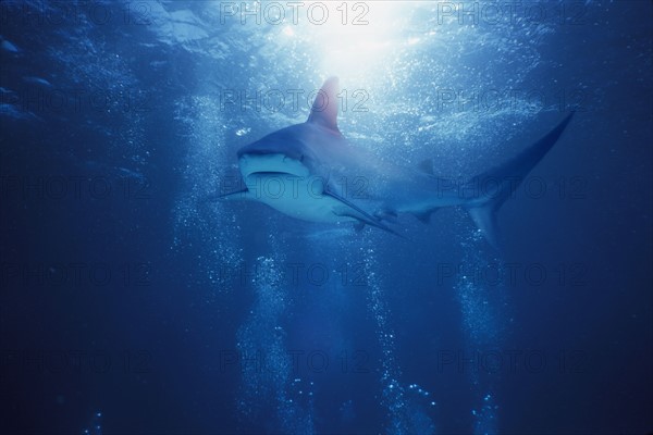 Underwater view of a shark.