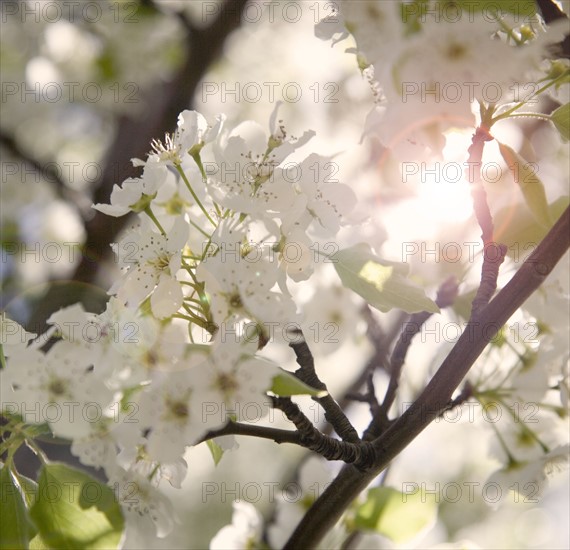 Closeup of a flowering apple tree.