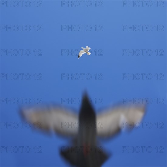 Underside of birds flying.