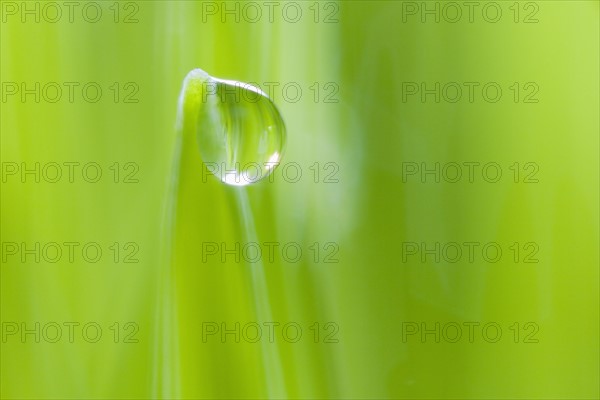 Drop of water on blade of grass.