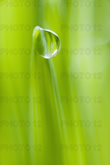 Drop of water on blade of grass.