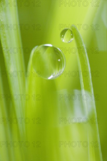 Drop of water on blade of grass.