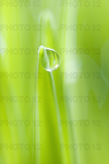 Drop of water on blade of grass.