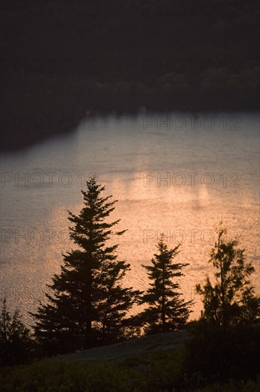 Tree and water at sunset Cadillac Mountain Maine.