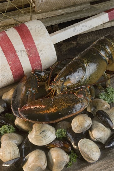 Still life of lobster and clams.