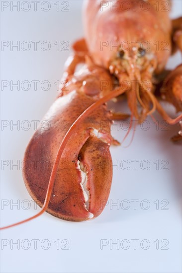 Still life of a lobster.