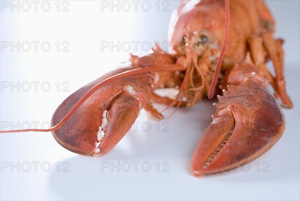 Still life of a lobster.