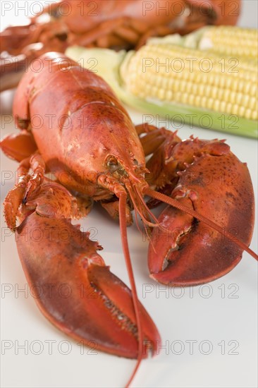 Still life of lobsters and corn.