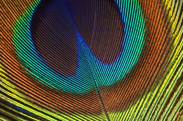 Eye of a peacock feather.