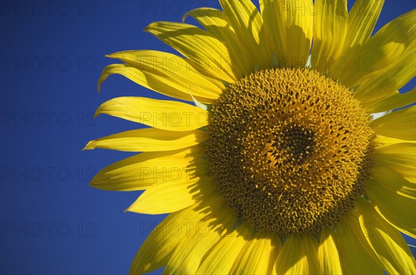 Sunflower with blue sky.