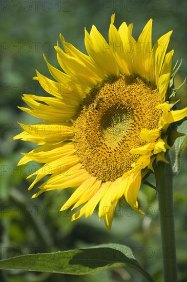 Closeup of single sunflower.