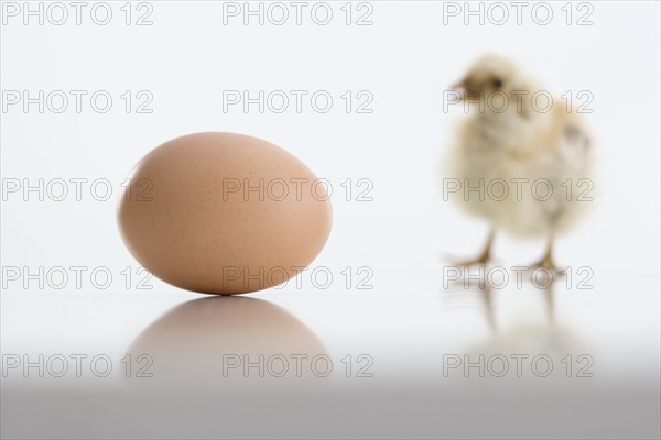 Egg and chick.