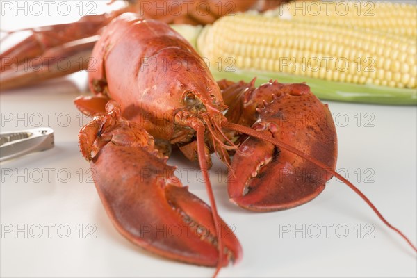 Still life of a lobster and corn.