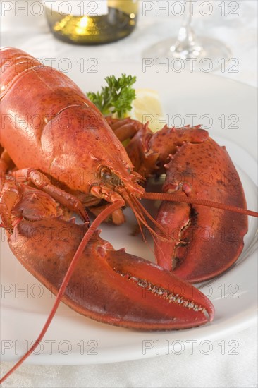 Still life of lobster and wine.