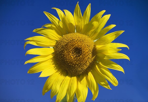 Sunflower with blue sky.