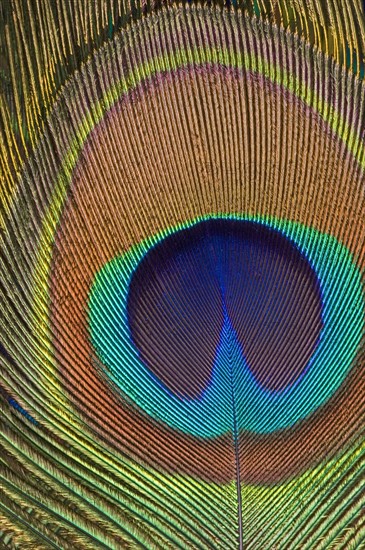Eye of a peacock feather.