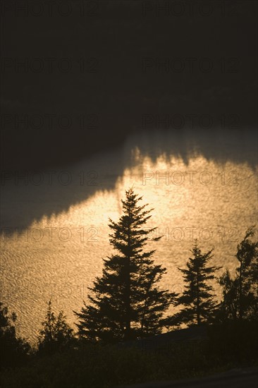 Trees at sunset from Cadillac Mountain in Maine.