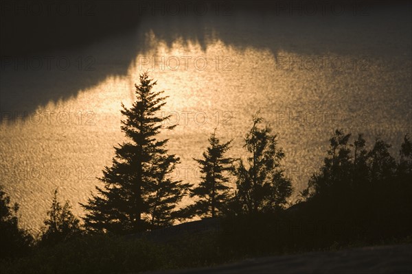 Trees at sunset from Cadillac Mountain in Maine.