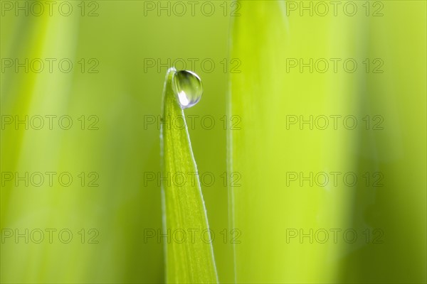 Drop of water on blade of grass.