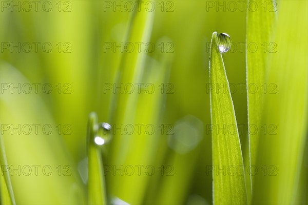 Drops of water on blades of grass.