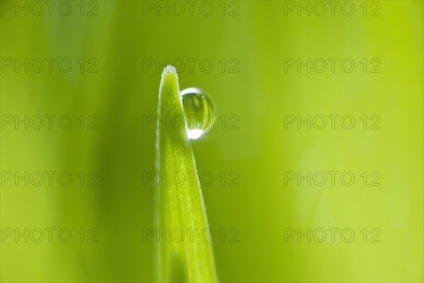 Drop of water on blade of grass.