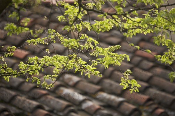 Terracotta roof tiles Italy.