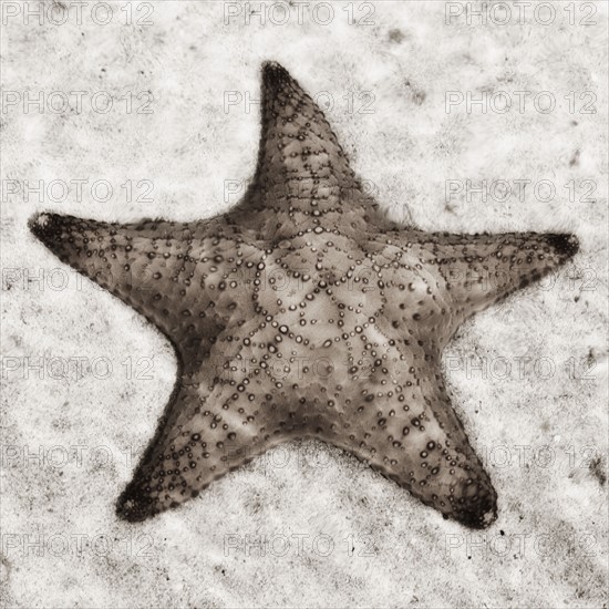 Still life of a starfish.