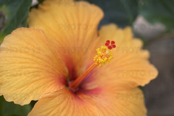 Closeup of hibiscus flower.