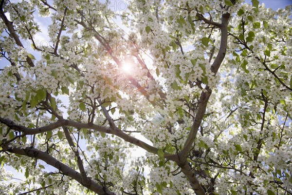 Flowering apple tree.