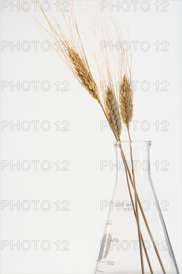 Still life of wheat in beaker.