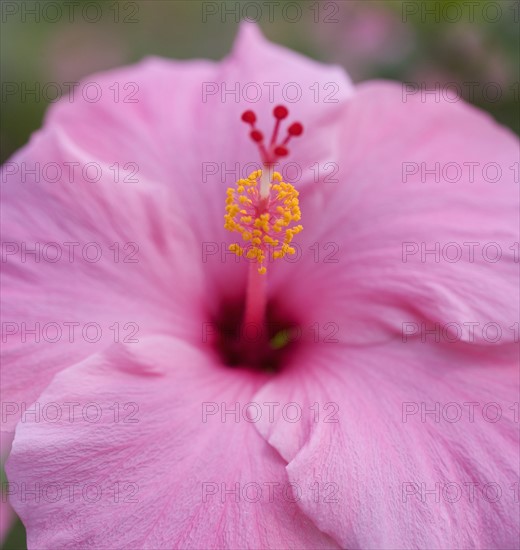 Closeup of hibiscus flower.