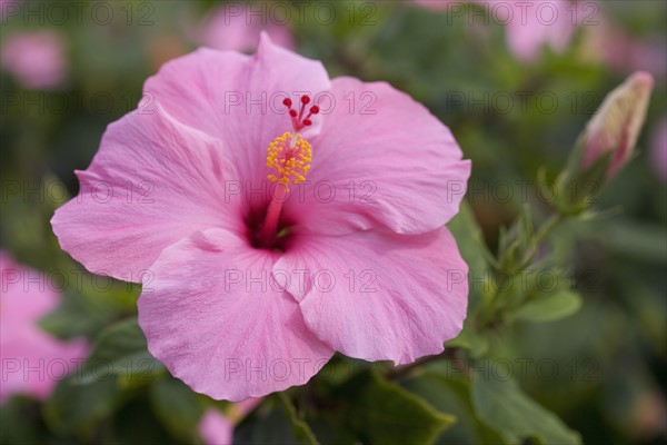 Closeup of hibiscus flower.