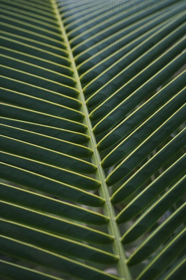 Closeup of fronds.