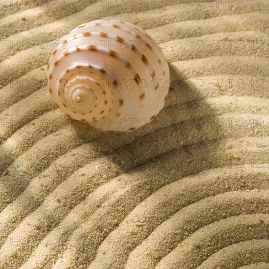 Still life of seashell and sand.