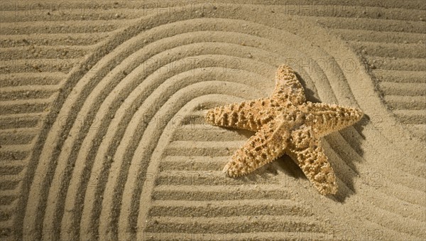 Closeup of starfish on sand.