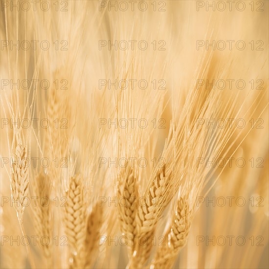 Closeup of wheat.