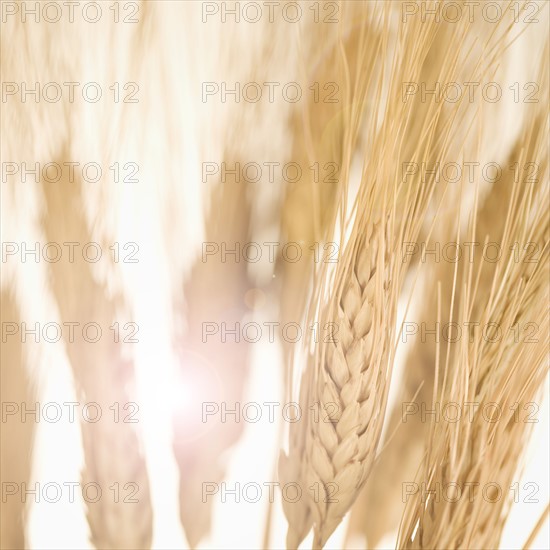 Closeup of wheat.