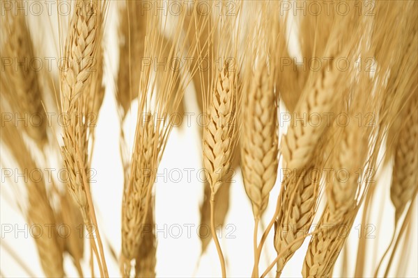 Closeup of wheat.