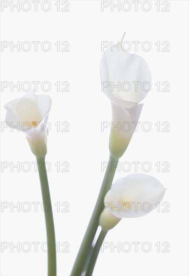 Still life of calla lilies.